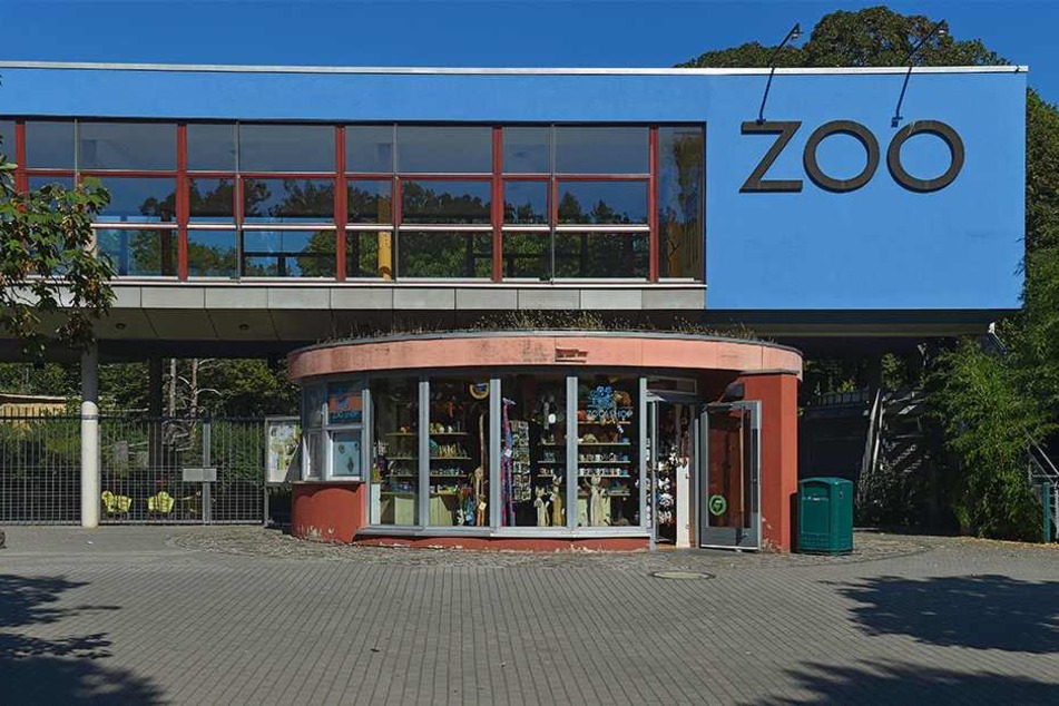 Dresdens Zoo war bislang mit seiner Faultierzucht recht erfolgreich. Doch im Moment hakt's.