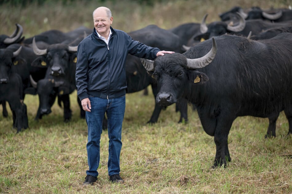Olaf Scholz (67, SPD) erkundete ein Agrar- und Naturschutzprojekt bei Werder und macht dabei aus nächster Nähe Bekanntschaft mit den Tieren.