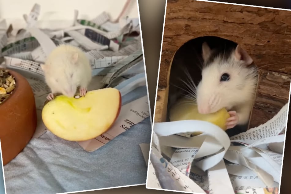 Wahrscheinlich zum ersten Mal in ihrem Leben haben die Ratten im Tierheim in einen frischen Apfel gebissen.