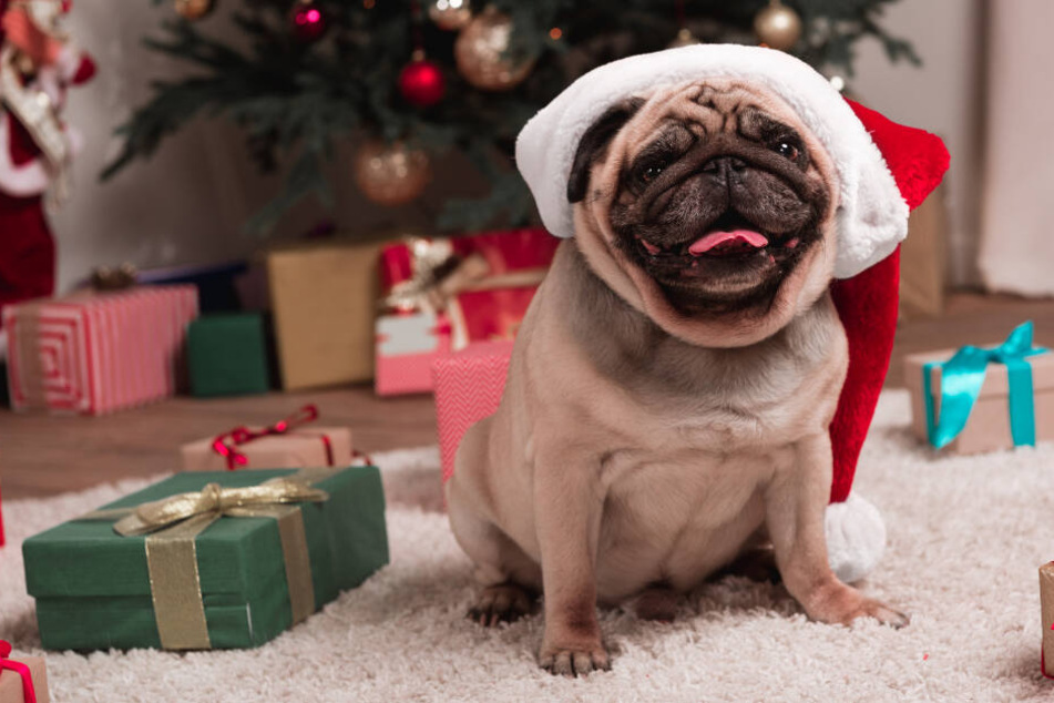 Hund, Katze & Co.: Darum solltet Ihr an Weihnachten keine Tiere verschenken