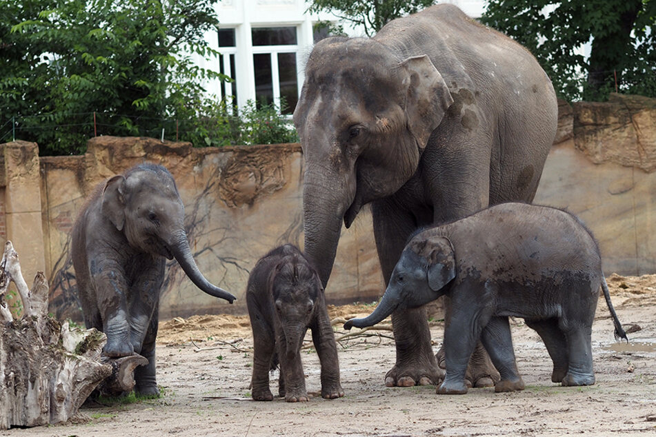 Die älteren Kinder wollen das neue Elefantenbaby zum Spielen animieren.