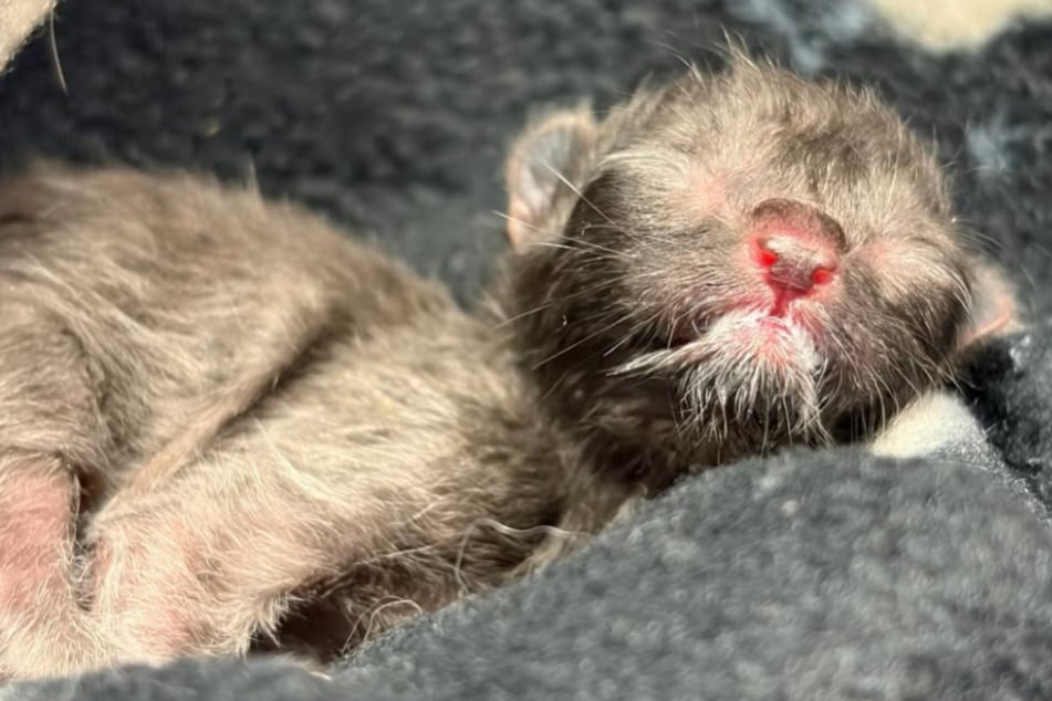 Tierheim teilt trauriges Ende eines tragischen Ereignisses: Babykatze miaut nach Mama und stirbt