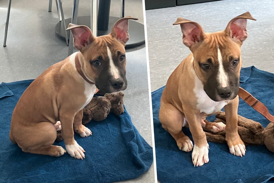 Bei dem ausgesetzten Hundewelpen könnte es sich den Bildern nach um einen Staffordshire-Terrier oder einen Pit Bull handeln.