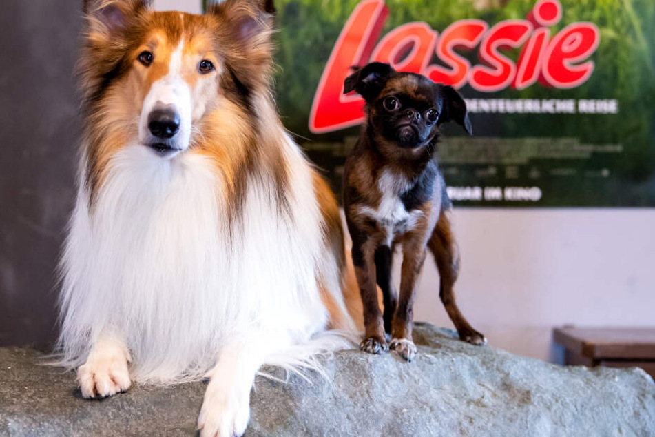Die Filmhunde Bandit (l) und Mokka aufgenommen auf der Film-Tier-Ranch. Bandit spielt im KinofilmLassie, Mokka spielt Toots.