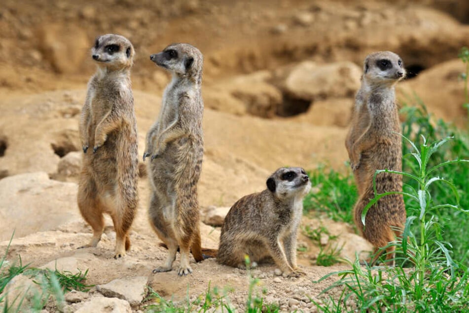 Die Gruppe der Erdmännchen im Kölner Zoo wurde teils ausgetauscht.