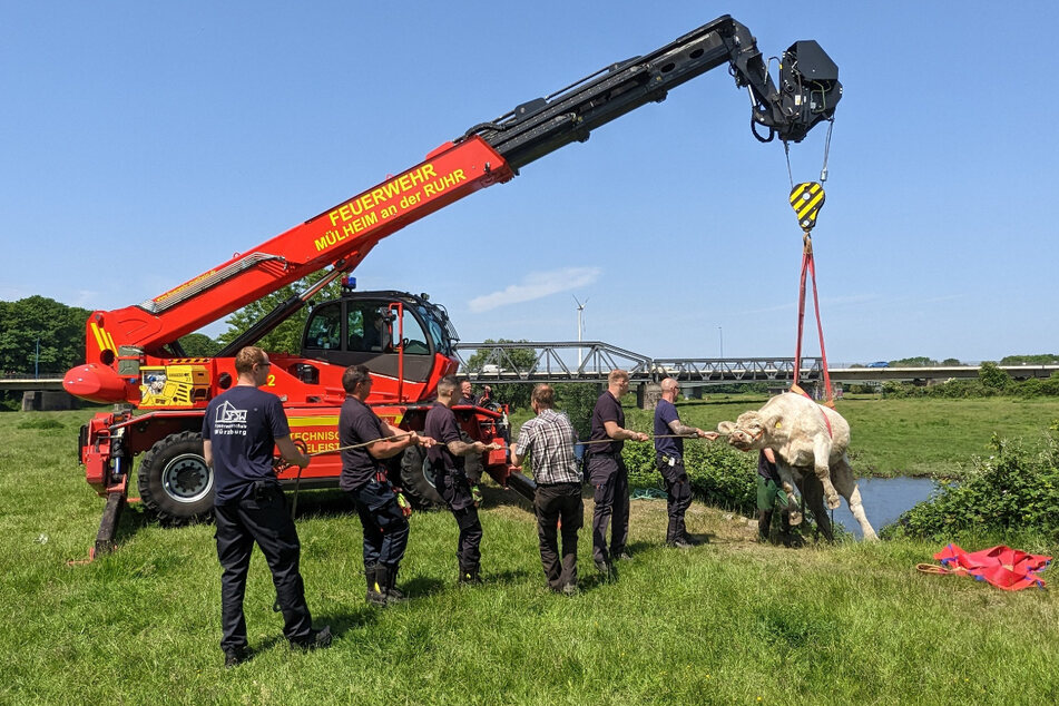 Ein Teleskoplader mit hydraulischer Winde kam zum Einsatz, um die Kuh in Sicherheit zu bringen.