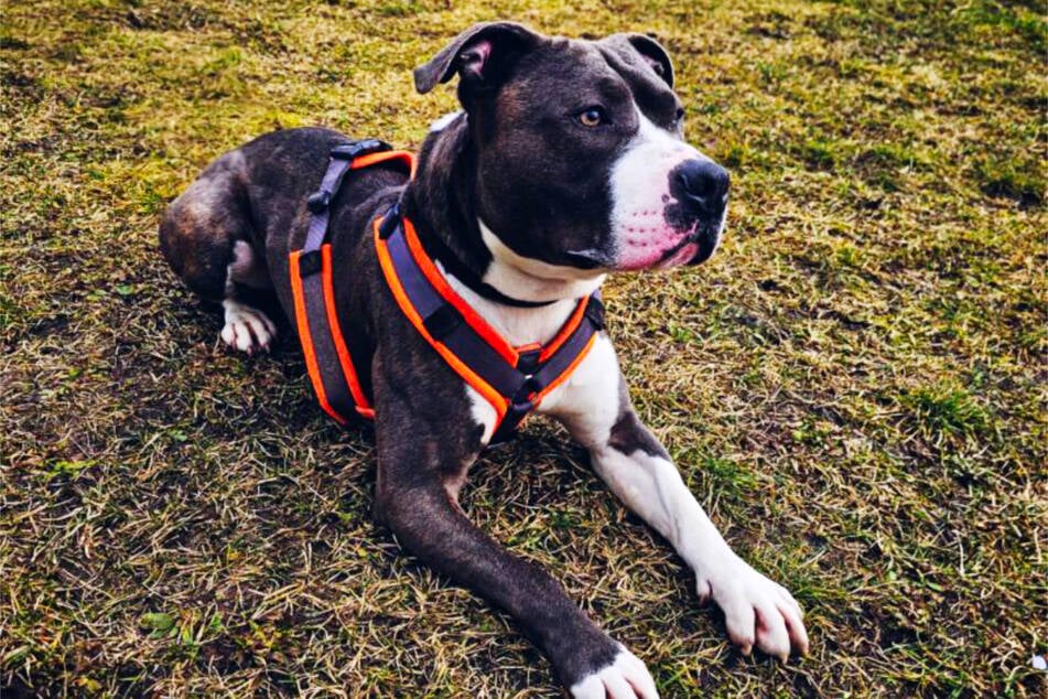 Obok smyczy pies musi także w miejscach publicznych zawsze nosić kagań.