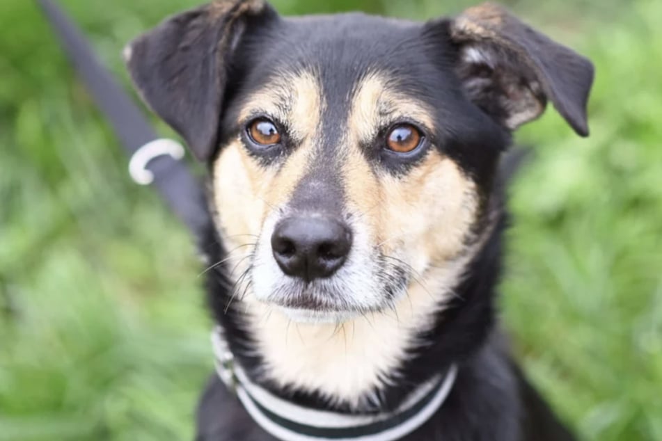 Terrier‑mix Bruno žije od srpna v berlínském útulku pro zvířata.