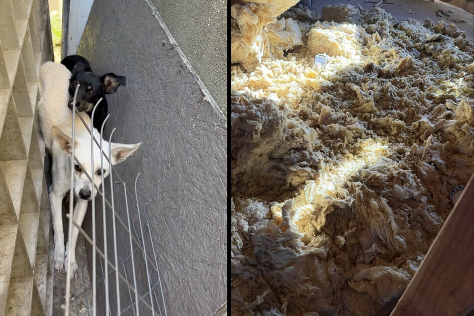 Después de su vida en la obra, "Candi" y "Cashew" finalmente van a conseguir un verdadero hogar.