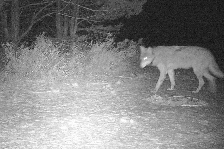Die Wildkamera des Truppenübungsplatz Oberlausitz zeigt die im Dunkeln umherstreunende Cora.