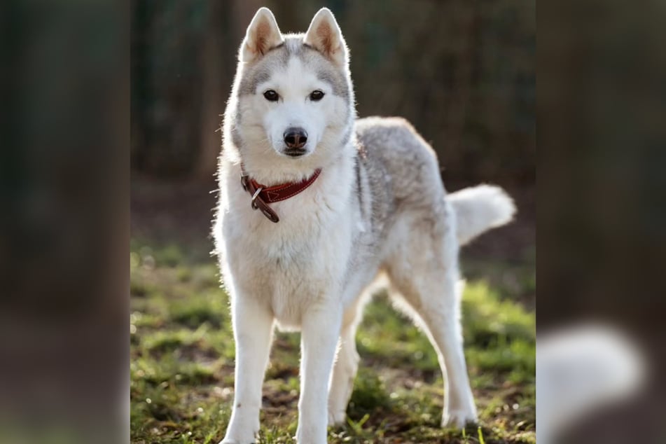 Husky-Dame Suzette ist am 17. April 2013 geboren und damit elf Jahre alt.