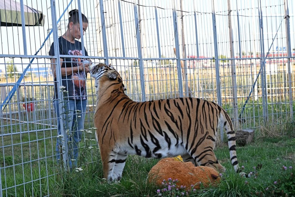 Die in Deutschland verbliebenen Tiger nimmt Zander nach den Geschehnissen der vergangenen Wochen als "traumatisiert" wahr.
