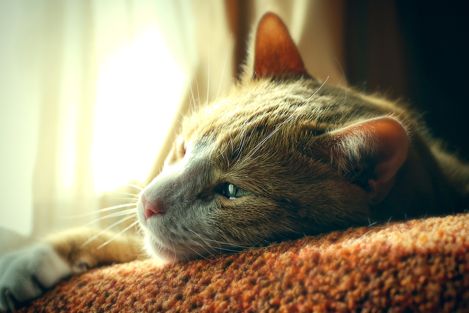 Tierquäler unterwegs? Katze "am Schwanz gepackt und herumgeschleudert"