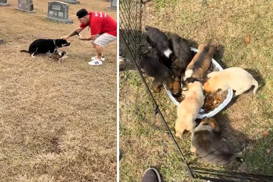 Überraschenderweise war auch die Mutter der Hundebabys vor Ort und bettelte die Tierschützer um Hilfe an.