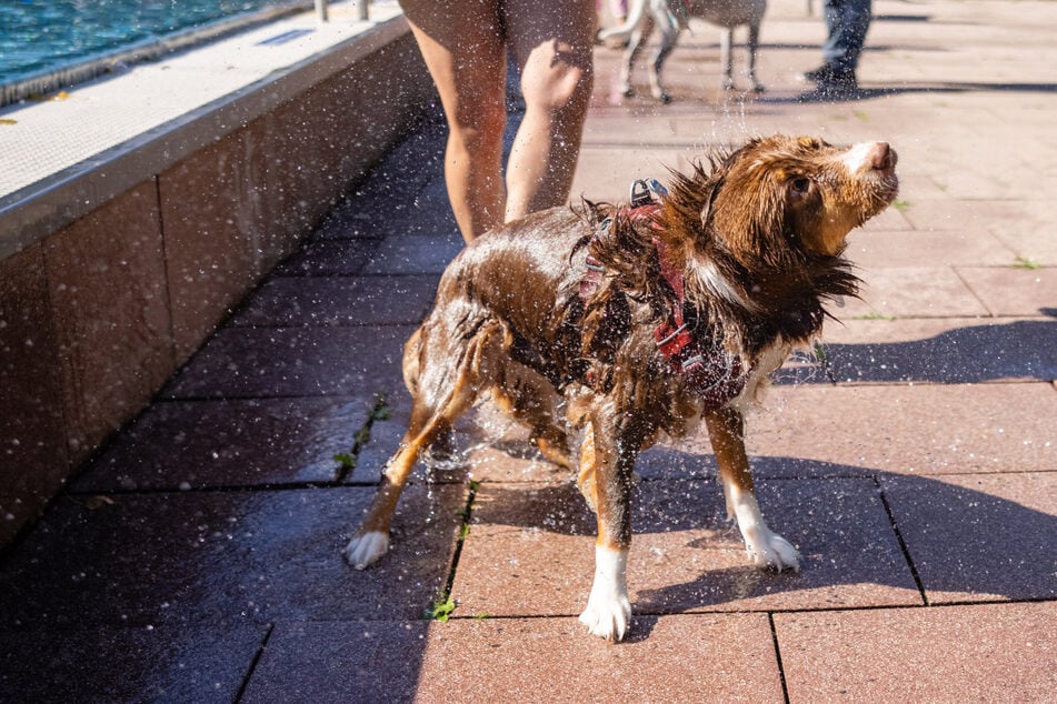 Shake it off: Das Sommerbad Fürth am Scherbsgraben hat zum Saison-Abschluss ganz besonderen Gästen die Becken überlassen.