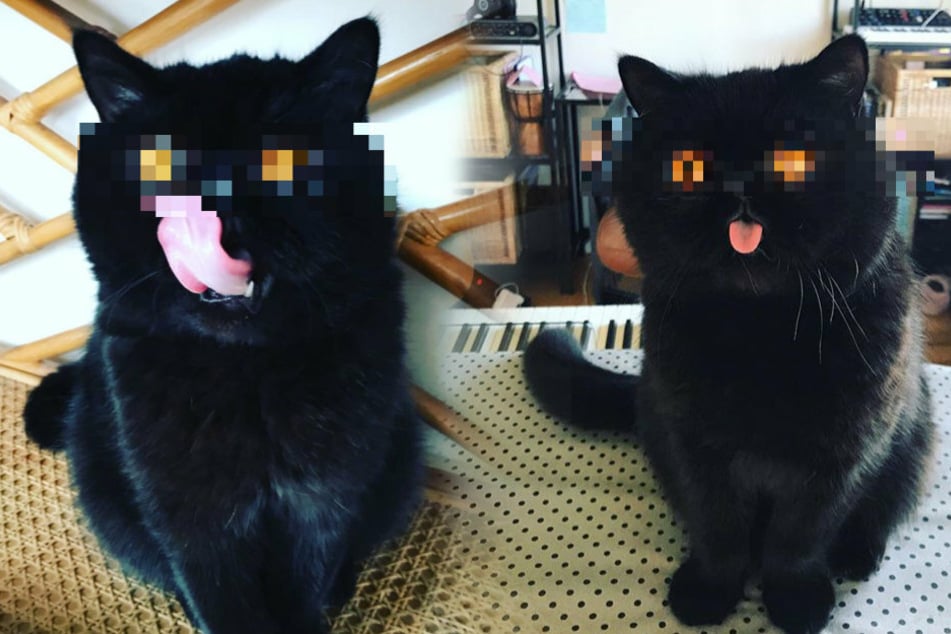 This scary cat is freaking out the internet