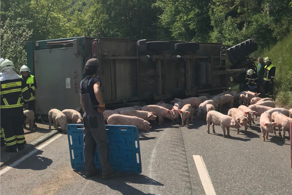 Tragischer Unfall! Traktorgespann mit 108 Schweinen kippt auf Gegenfahrbahn