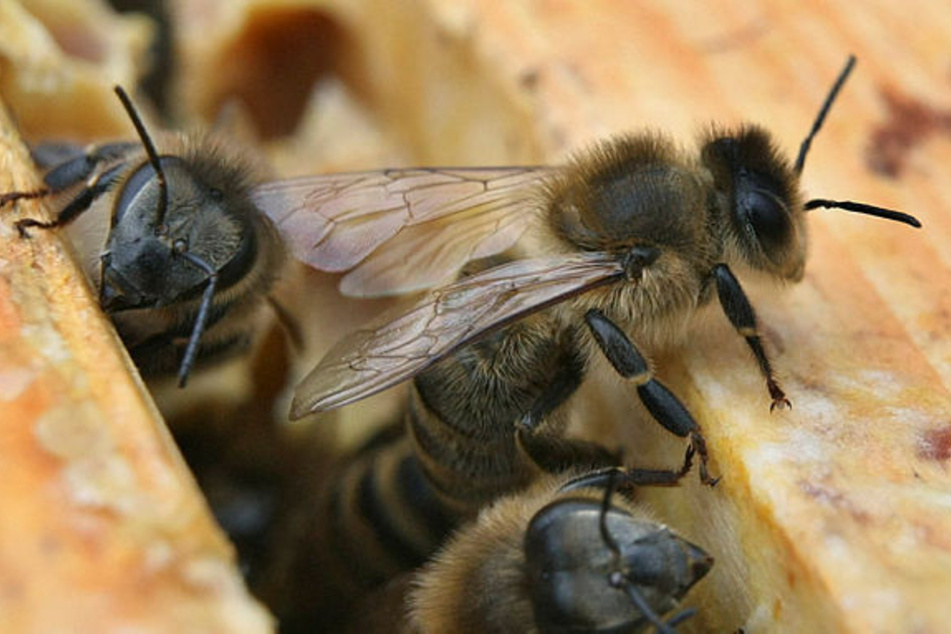 Warme Temperaturen bringen Honigbienen aus dem Rhythmus.