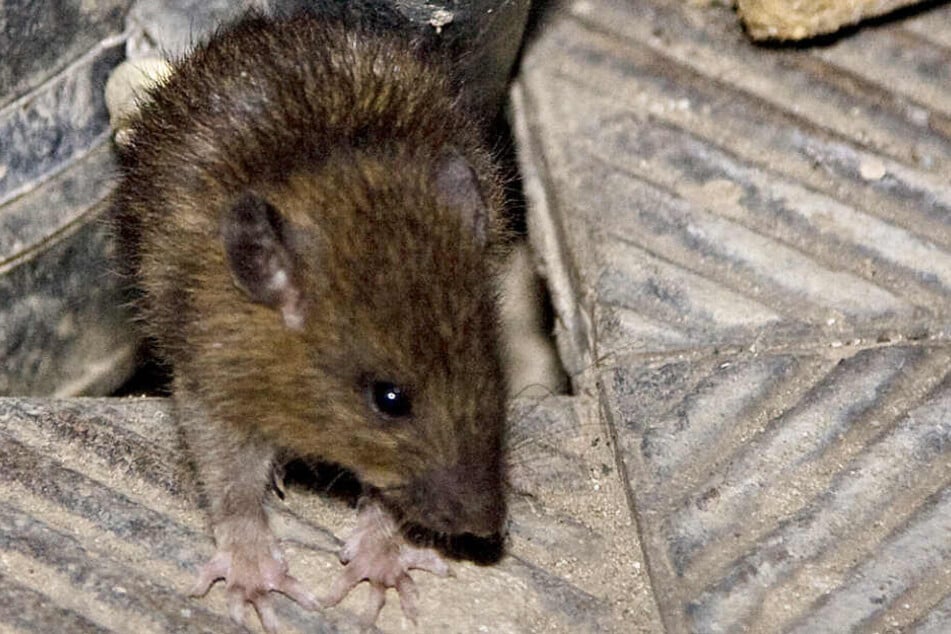 Eine Ratte als Haustier? Beliebt! Viele Tiere sind jedoch problematisch. (Symbolbild)