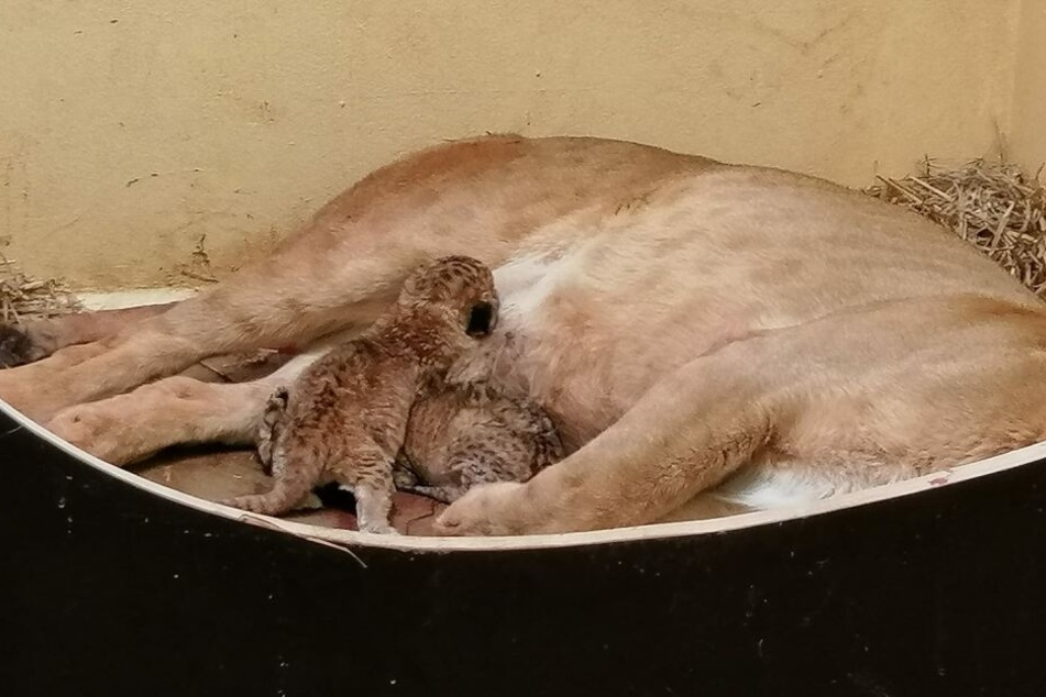 Drama um Löwen-Babys! Mama Bastet kümmert sich nicht um sie
