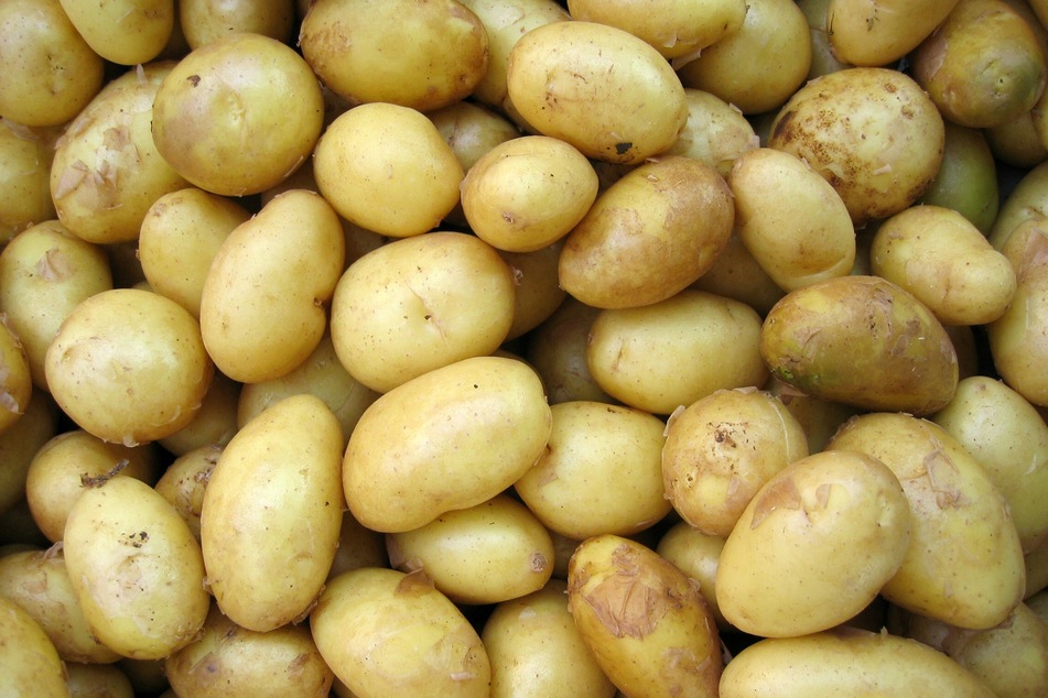 Frische knackige Kartoffeln ohne Triebe eignen sich für den Verzehr am besten.