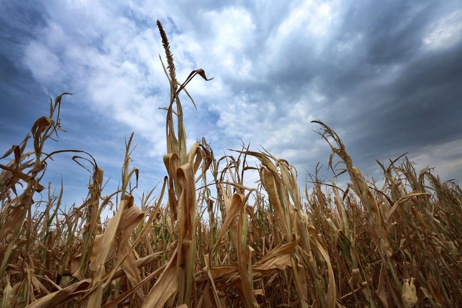 In den kommenden Tagen müssen sich die Menschen in NRW auf herbstliches Wetter einstellen. (Symbolfoto)