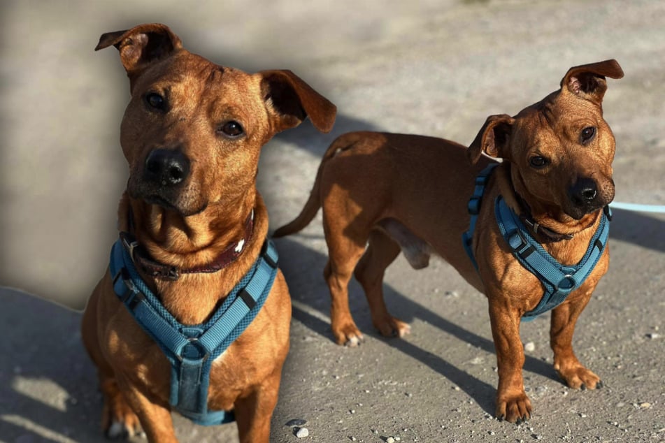 Eddy hofft auf Halter, die Erfahrung im Umgang mit Hunden haben.