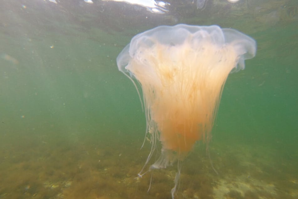 Eine Feuerqualle bewegt sich im Wasser.