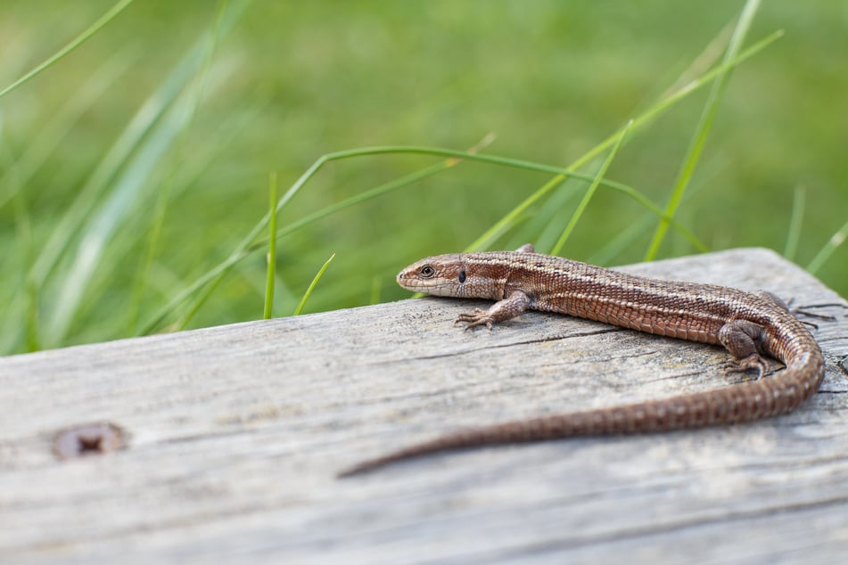 Sind Eidechsen im Garten vorteilhaft?