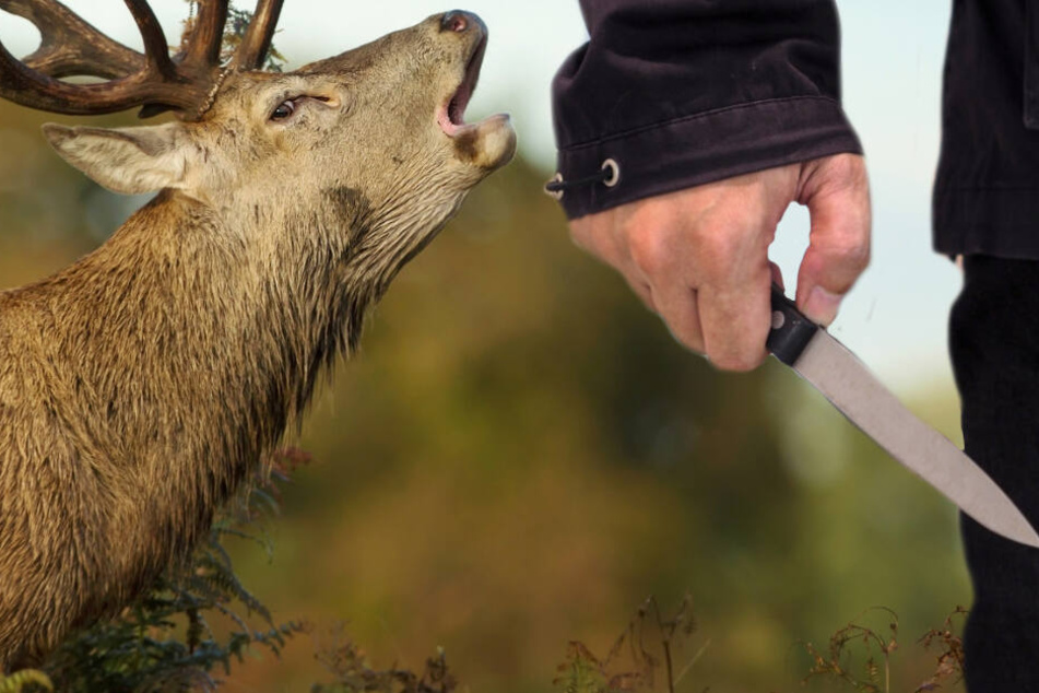 Mehrfach auf Hirschkuh eingestochen: Polizei sucht Tierquäler