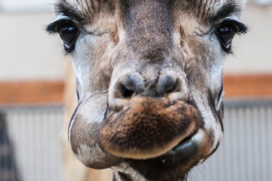 Eine Giraffe steht im Opel-Zoo in ihrem Gehege (Symbolfoto).
