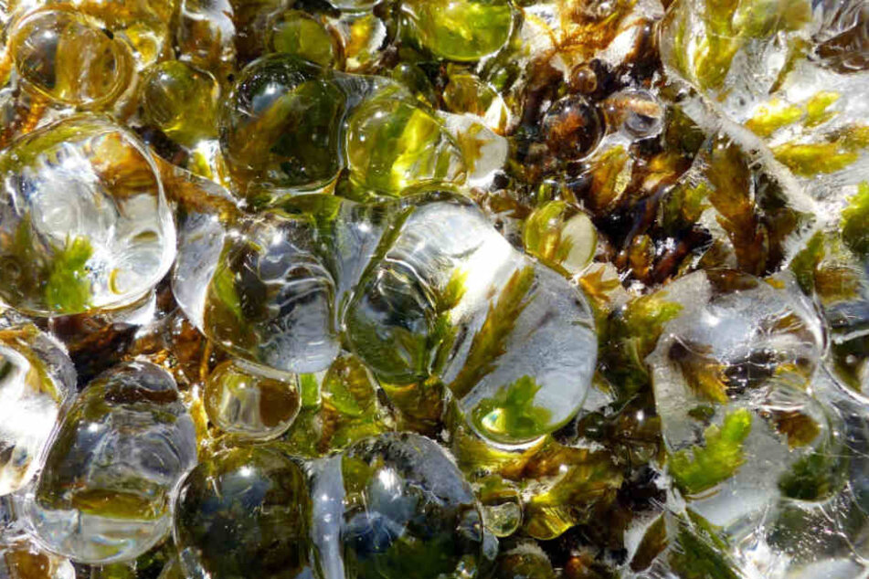 So schön glitzern klare Eistropfen auf grünem Grund.