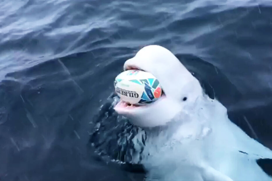 Der Wal bringt den Rugbyball immer wieder zurück.