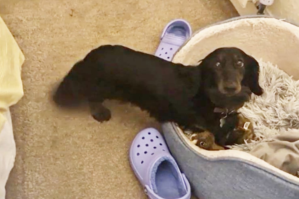 Rescued Dachshund finally learns to play thanks to the 3-3-3 rule