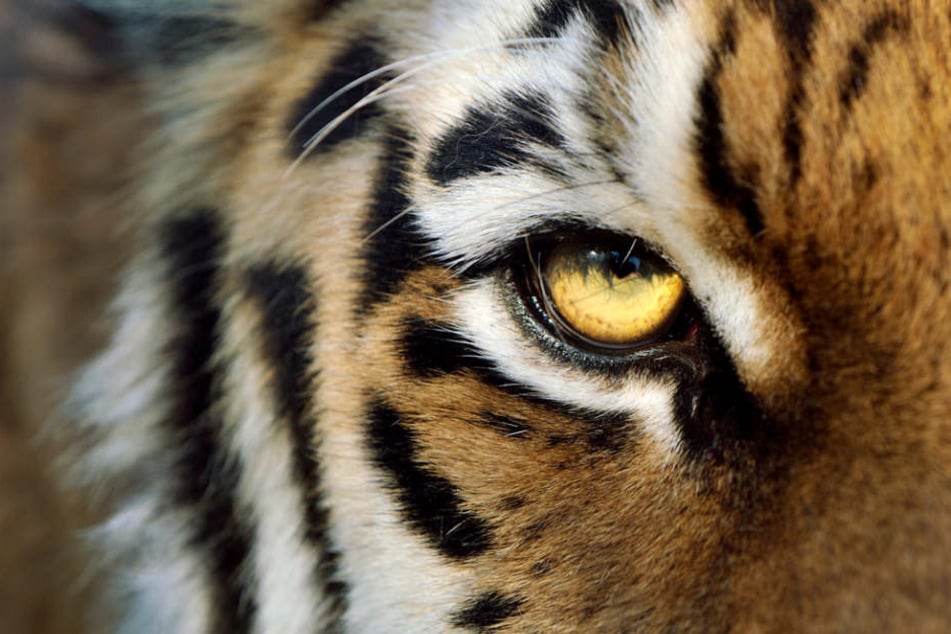 Der Amur-Tiger ist akut bedroht.