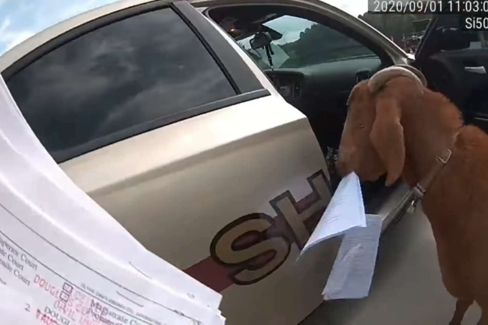 Even when the animal came out of the car, it would not stop eating the documents.