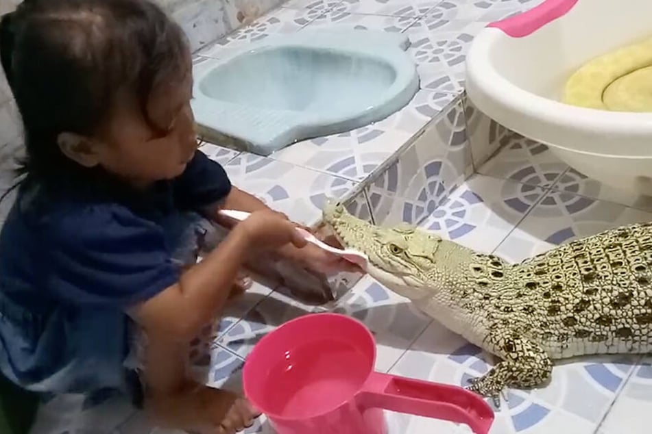 Ein kleines Mädchen in Indonesien putzt einem Krokodil die Zähne, im Hintergrund badet eine Würgeschlange.