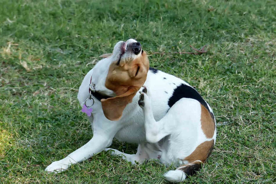 This pooch is probably plagued by a flea or two.