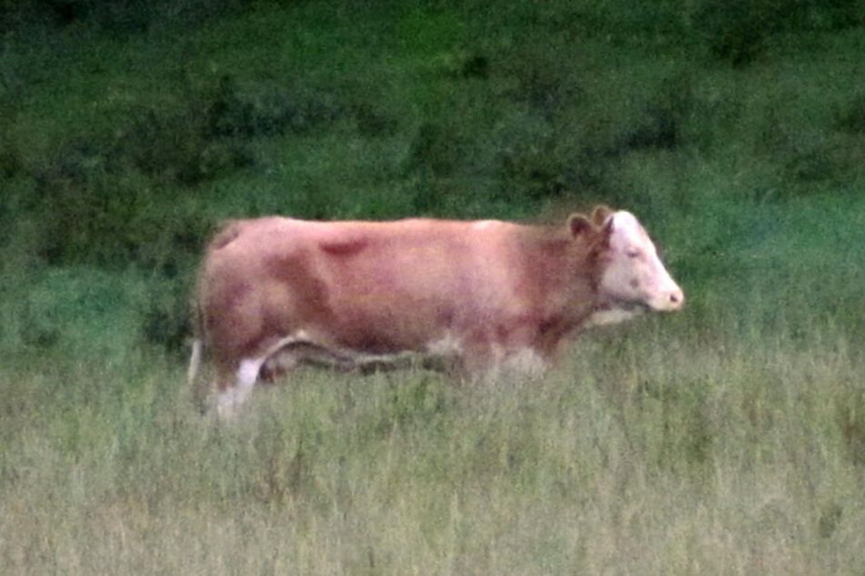 Das Foto zeigt die entlaufende Kuh Yvonne in Zangberg bei Mühldorf (Oberbayern). Wochenlang versteckte sich die Ausreißerin vor den Behörden.
