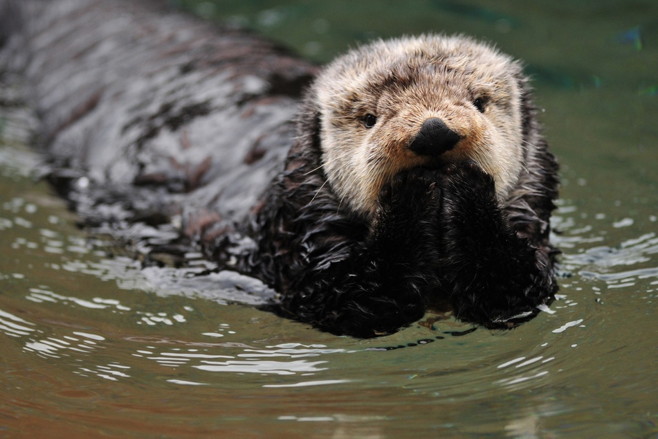 Die Nordkurve12 hat einer Otter-Dame im Wildpark Reuschenberg einen Spenden-Scheck über 700 Euro überreicht. (Symbolbild)