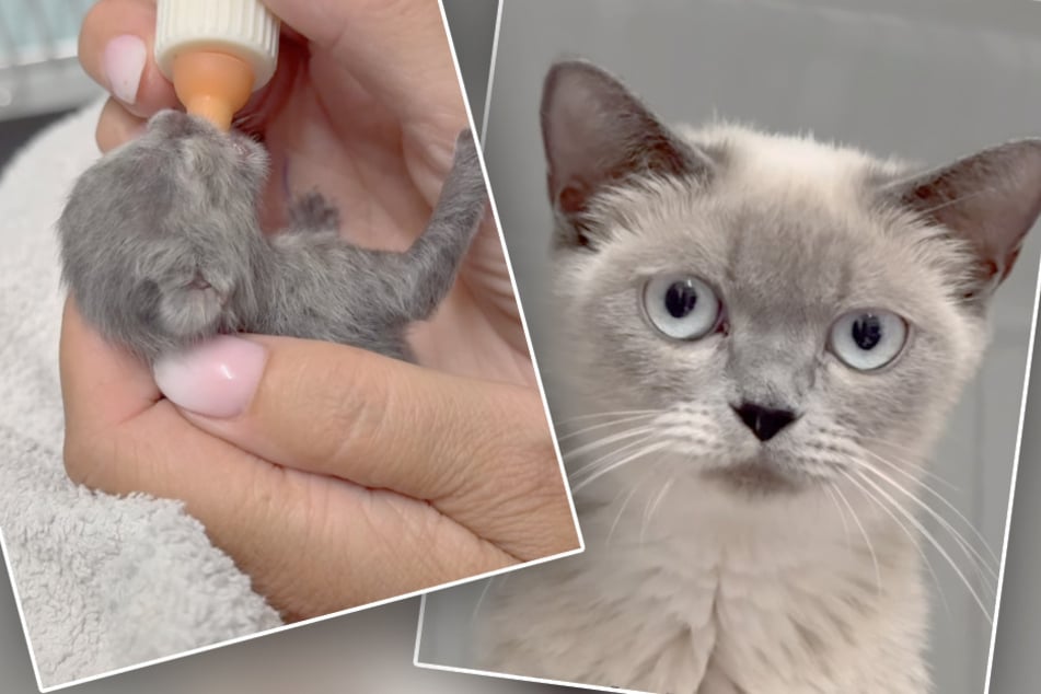 Zu früh geboren, viel zu wenig auf der Waage: Diese Katzen-Story geht ans Herz