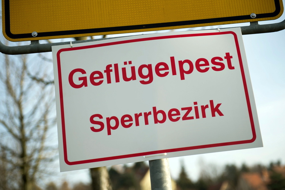 Im Vogtland kam es zu zwei Vogelgrippe-Ausbrüchen. Es soll ein Sperrgebiet eingerichtet werden (Symbolbild).