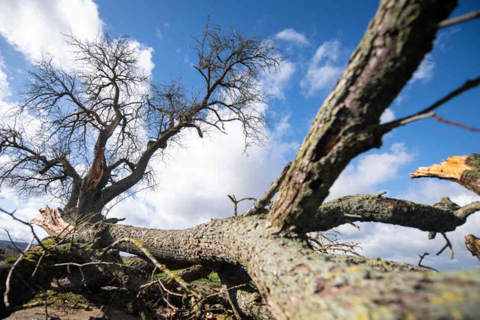 Ein abgebrochener Ast liegt neben einem Baum.