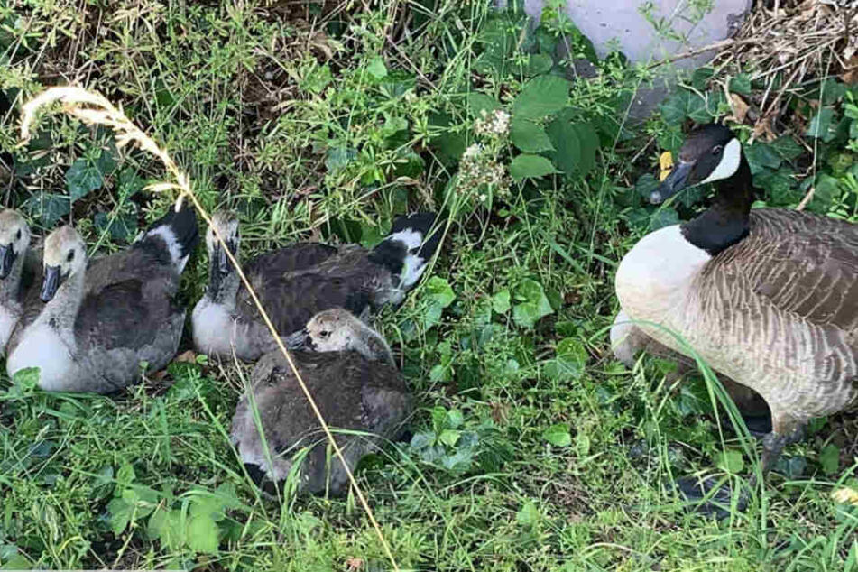 Die wilden Kanadier nachdem sie von der A59 gelotst werden konnten.