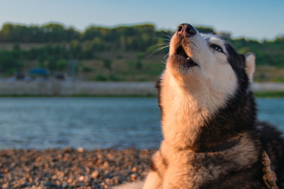 Why do dogs howl and how to stop a dog from howling?