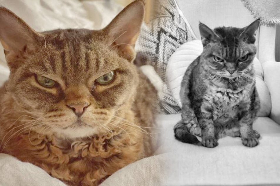 Dieser Katze reicht's komplett: Muffel-Mietze Grumpy Barbara wird zum Internet-Hit!