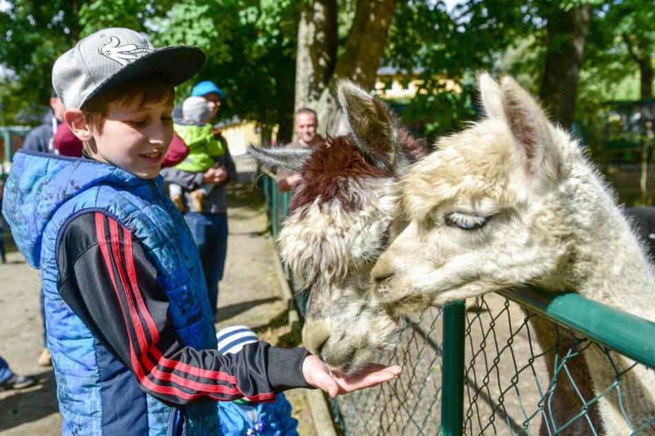 Elias (11) mag in Limbach besonders die Alpakas.