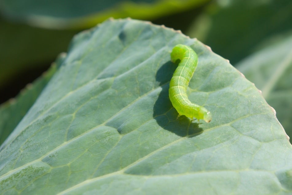 Kleine Raupen zerfressen Blätter und Gemüsegarten? Das kann man tun