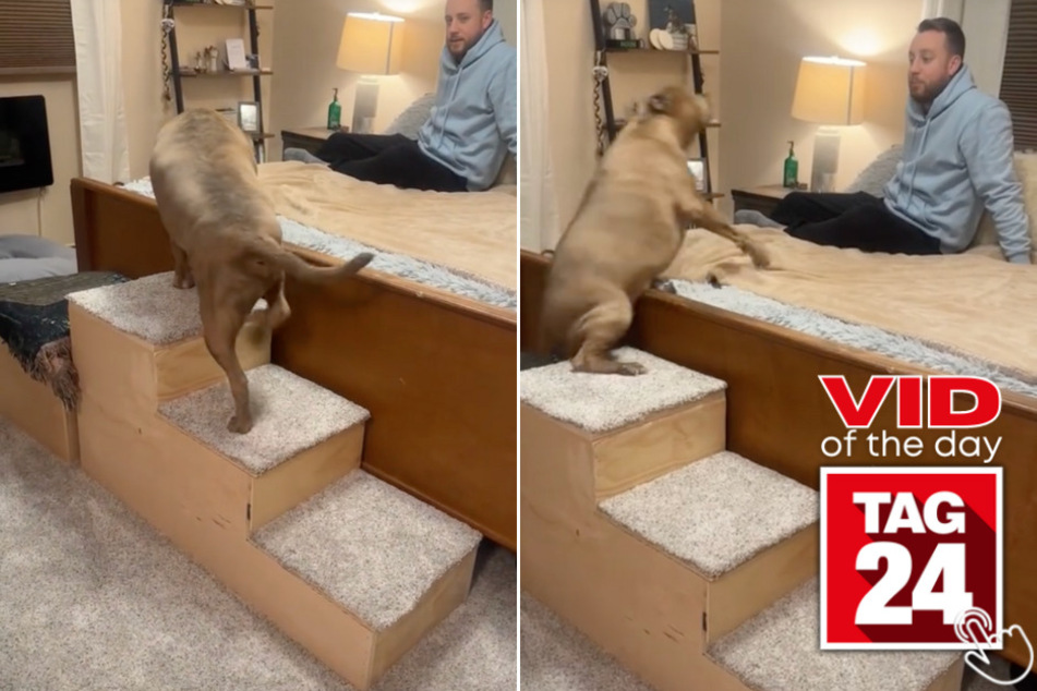 Today's Viral Video of the Day features a dog owner who tried making life easier for his short-legged pup, but accidentally ended up making things worse.