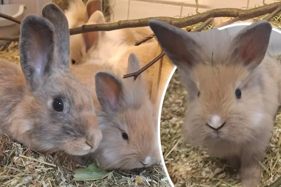 Hledá se domov! Králičí rodina chce konečně vylézt z útulku.